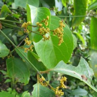 Reissantia indica (Willd.) N.Hallé